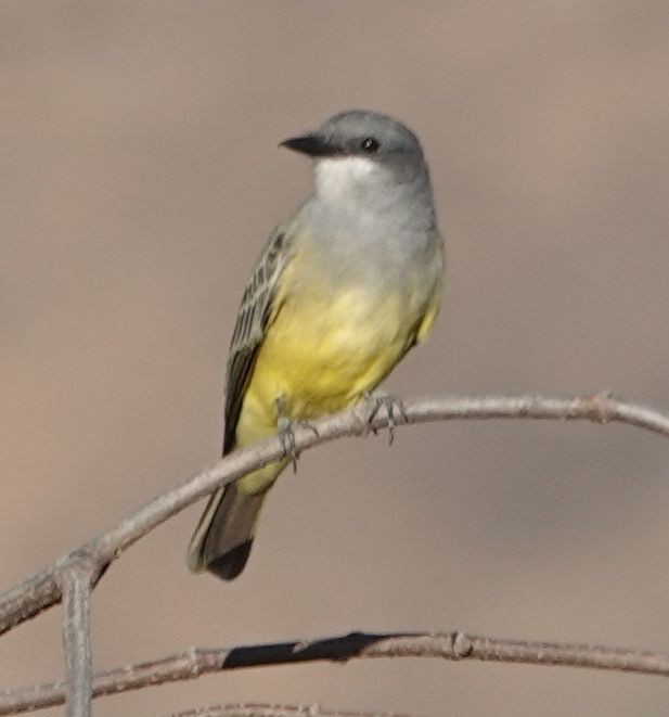 Cassin's Kingbird - ML643118761
