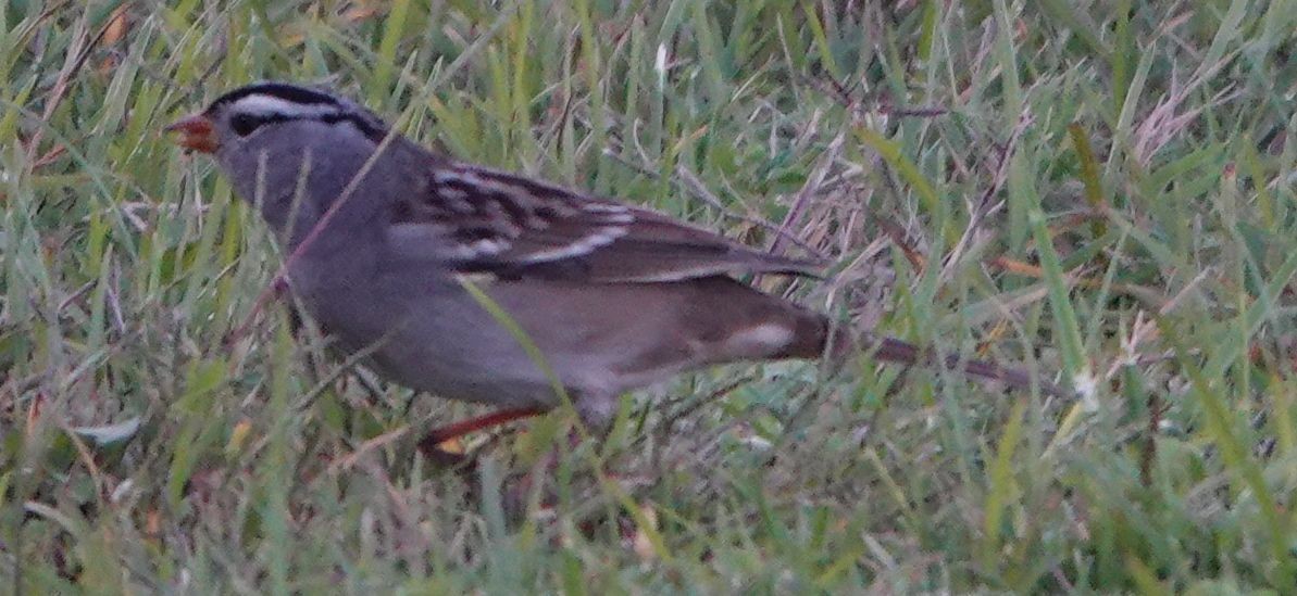 White-crowned Sparrow (Gambel's) - ML643118763