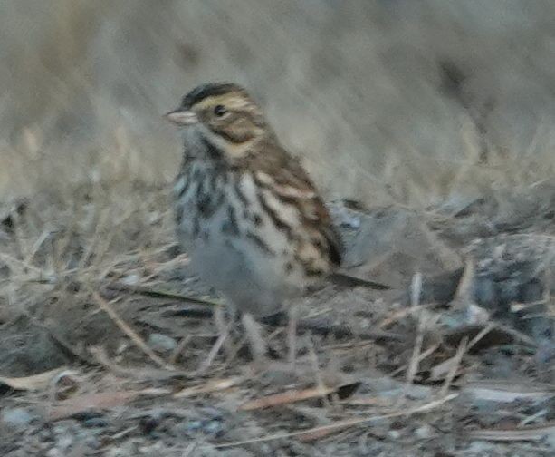 Savannah Sparrow - ML643118764