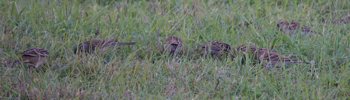 Chipping Sparrow - ML643118772