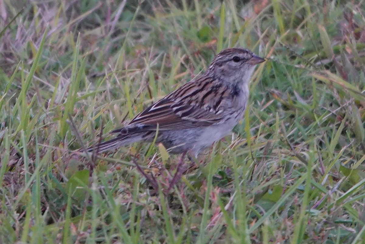 Chipping Sparrow - ML643118774