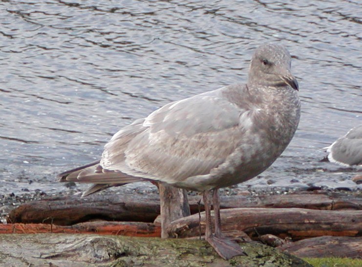 Western x Glaucous-winged Gull (hybrid) - ML643118780