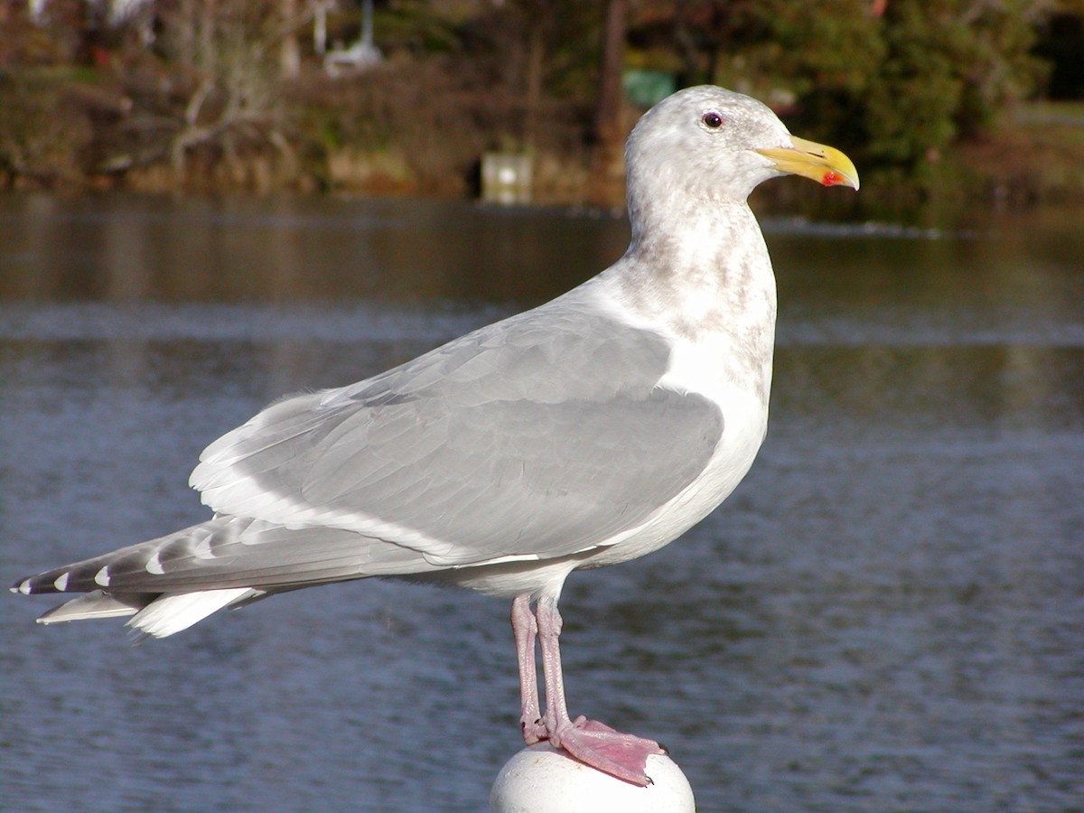 Western x Glaucous-winged Gull (hybrid) - ML643118781