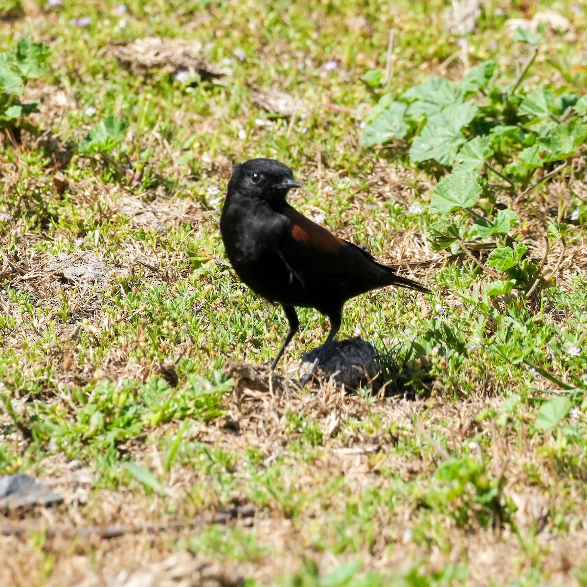 Austral Negrito - ML643118787