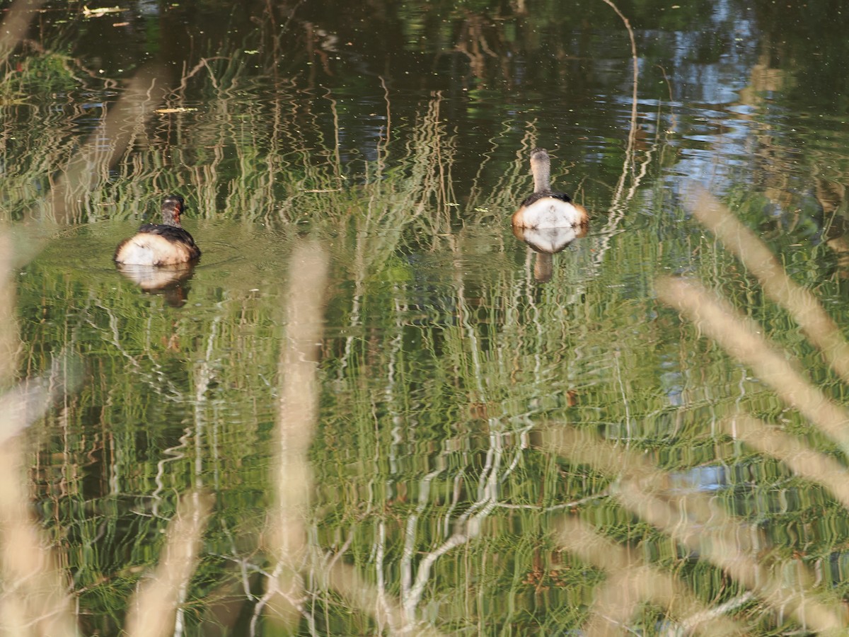 potápka australasijská - ML643118789