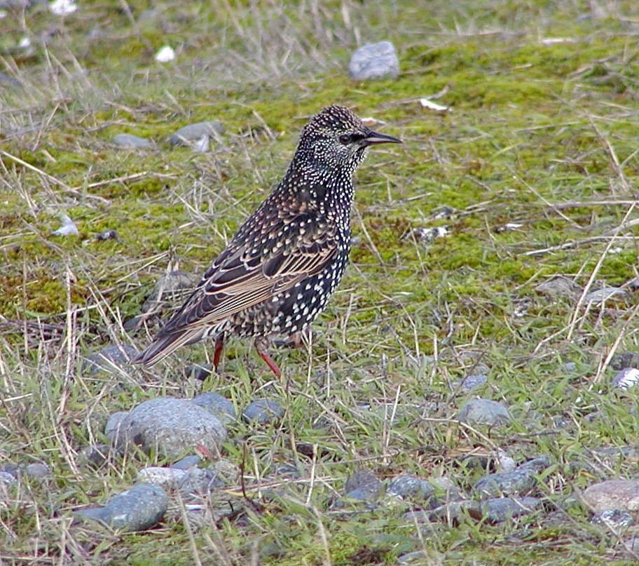 歐洲椋鳥 - ML643118792