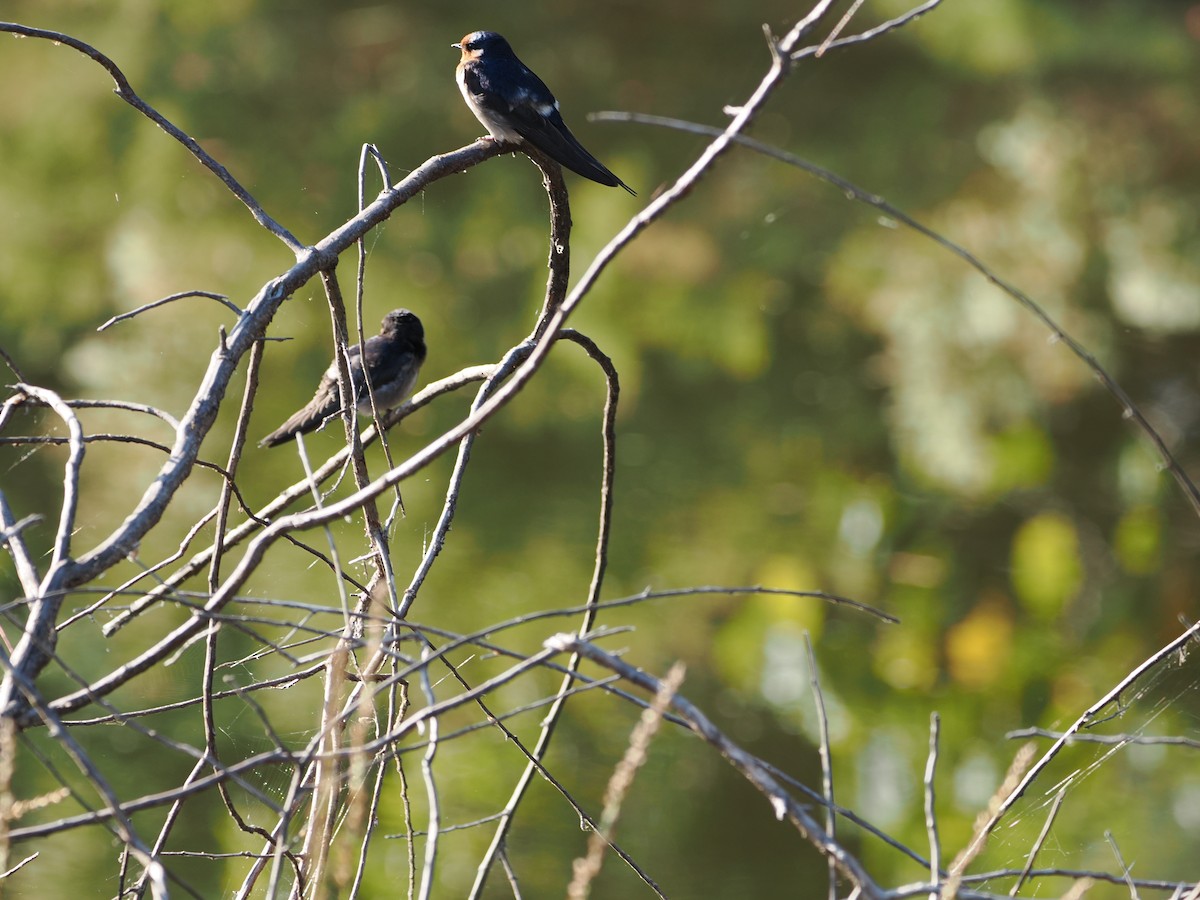 Welcome Swallow - ML643118806