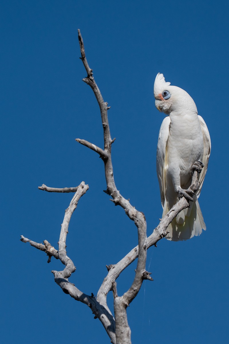 Little Corella - ML643118817
