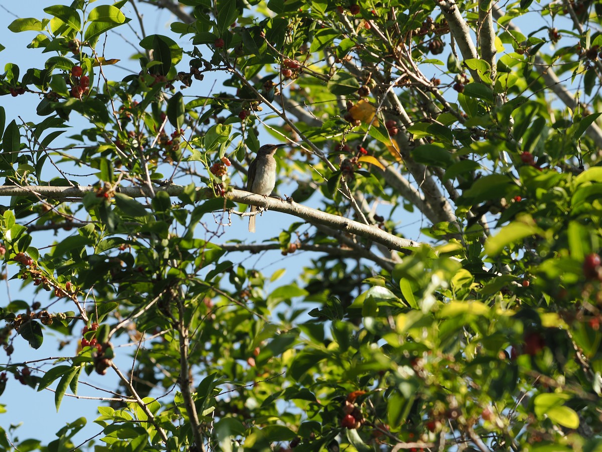 Brown Honeyeater - ML643118840