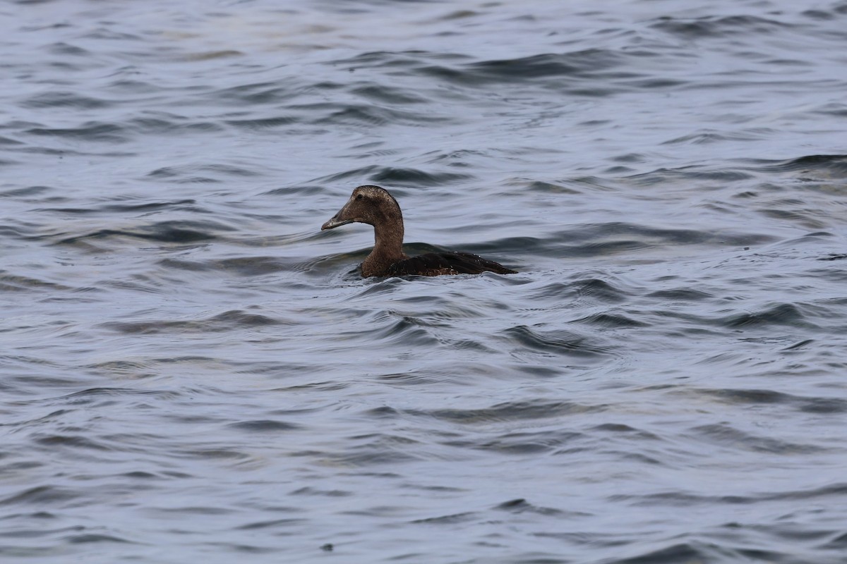 Common Eider - ML643118844