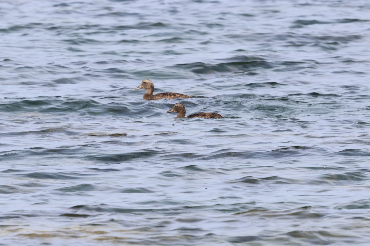 Common Eider - ML643118849