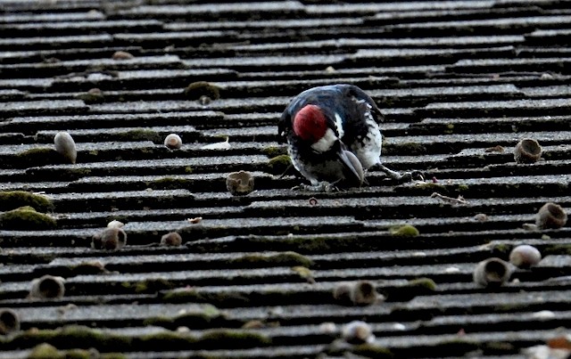 Acorn Woodpecker - ML643118855