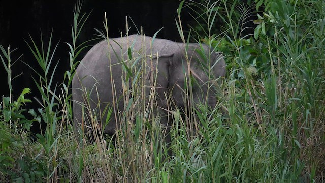 Animals - ML643118857