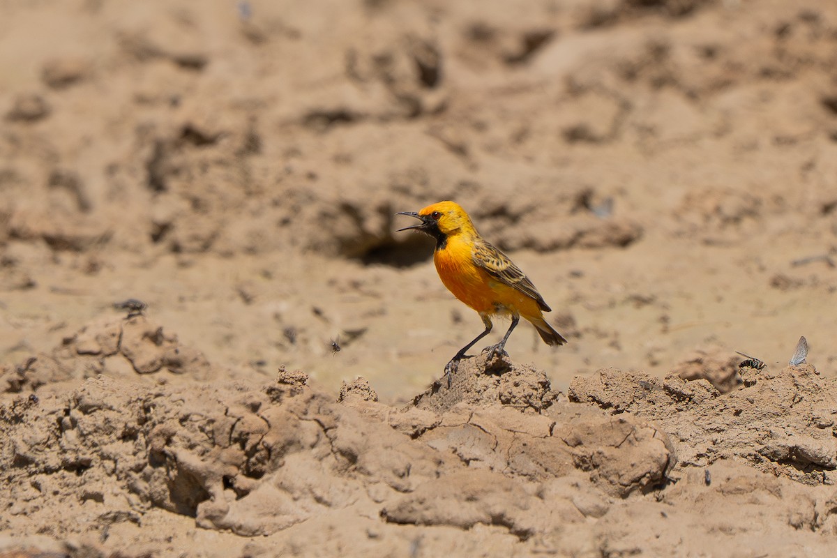Orange Chat - ML643118872