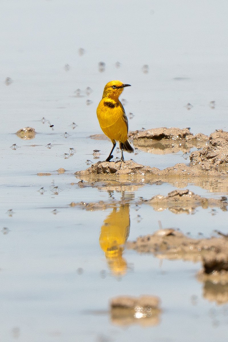 Yellow Chat - ML643118877