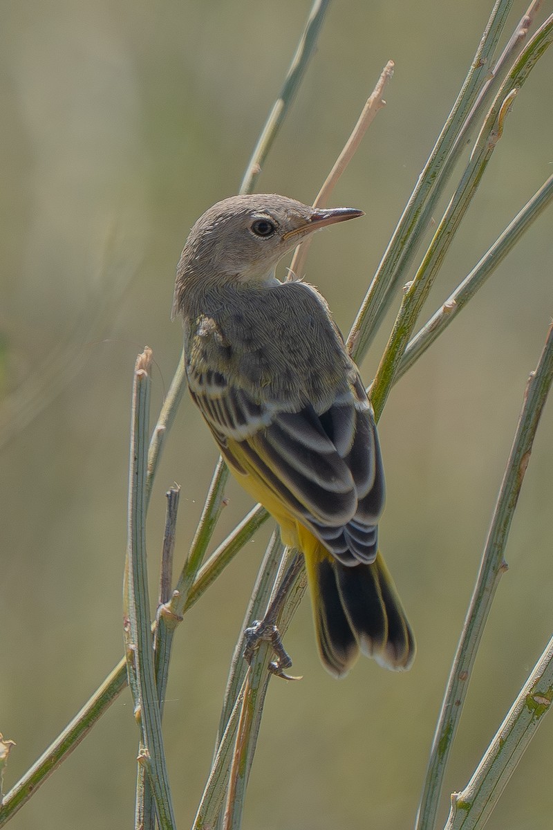 Yellow Chat - ML643118878