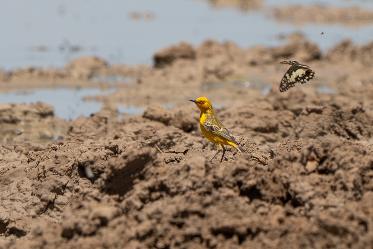 Yellow Chat - ML643118879