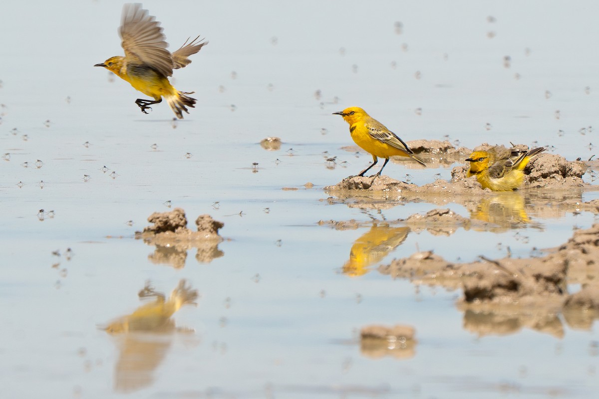 Yellow Chat - ML643118880