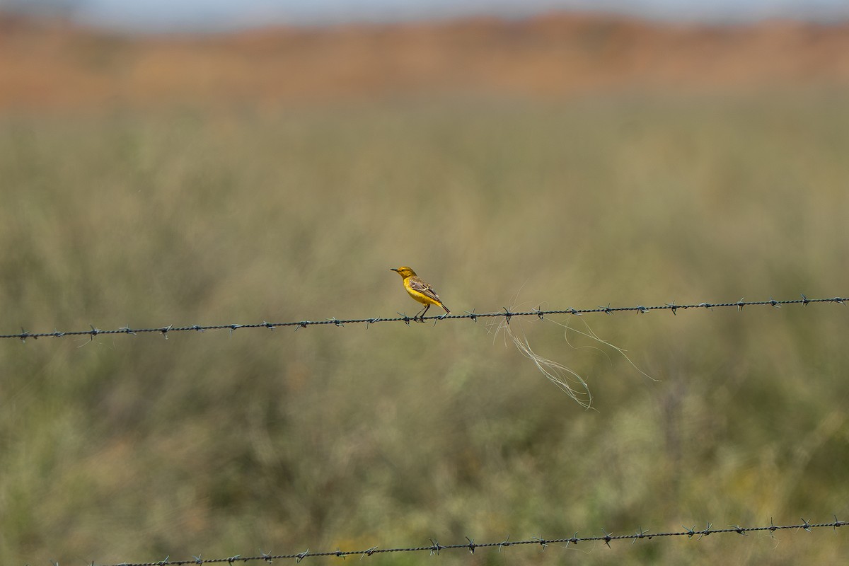 Yellow Chat - ML643118881