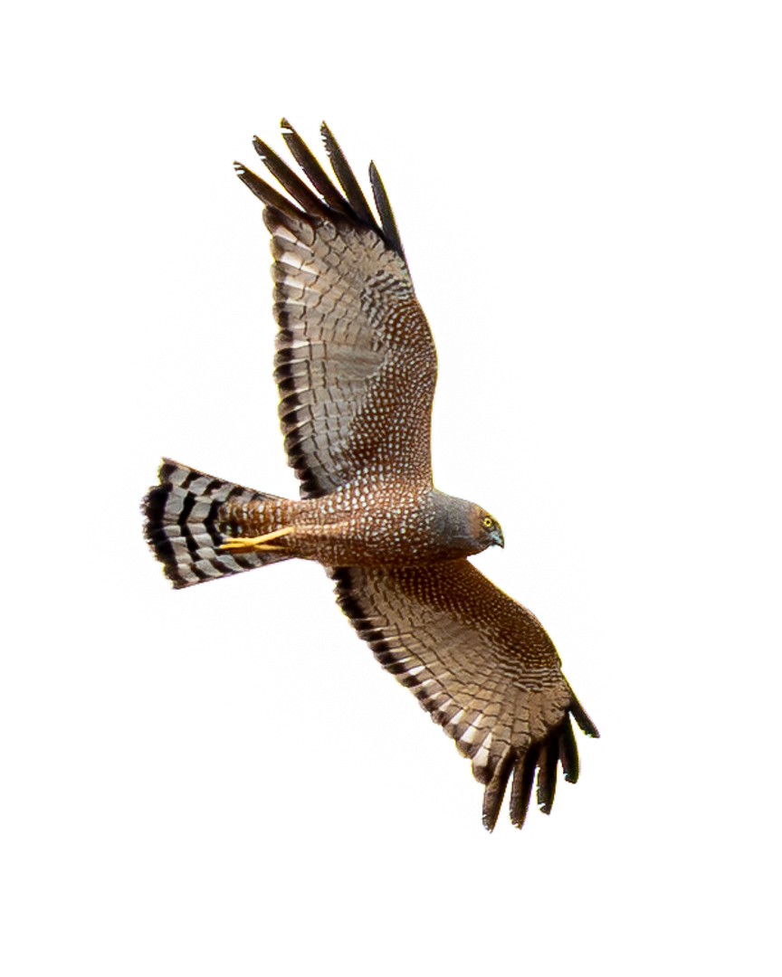 Spotted Harrier - ML643118885