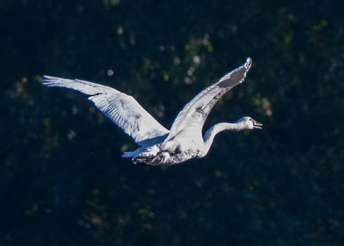 Trumpeter Swan - ML643118904