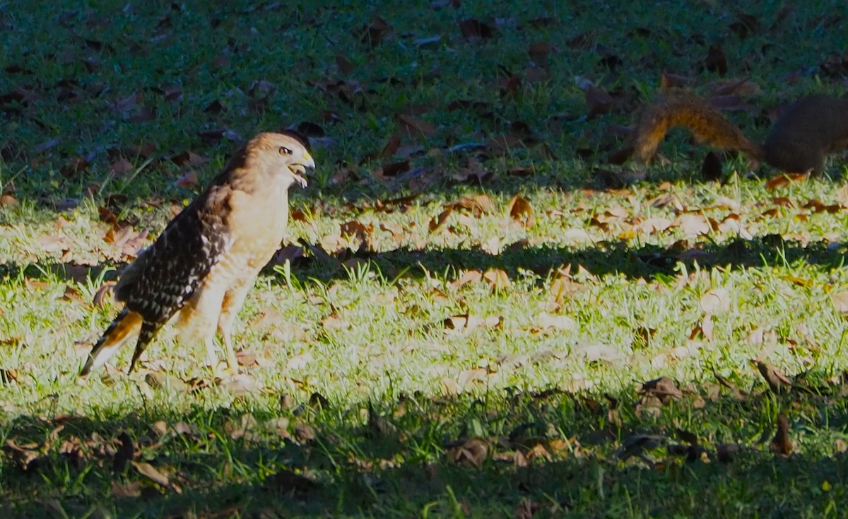 カタアカノスリ - ML643118909