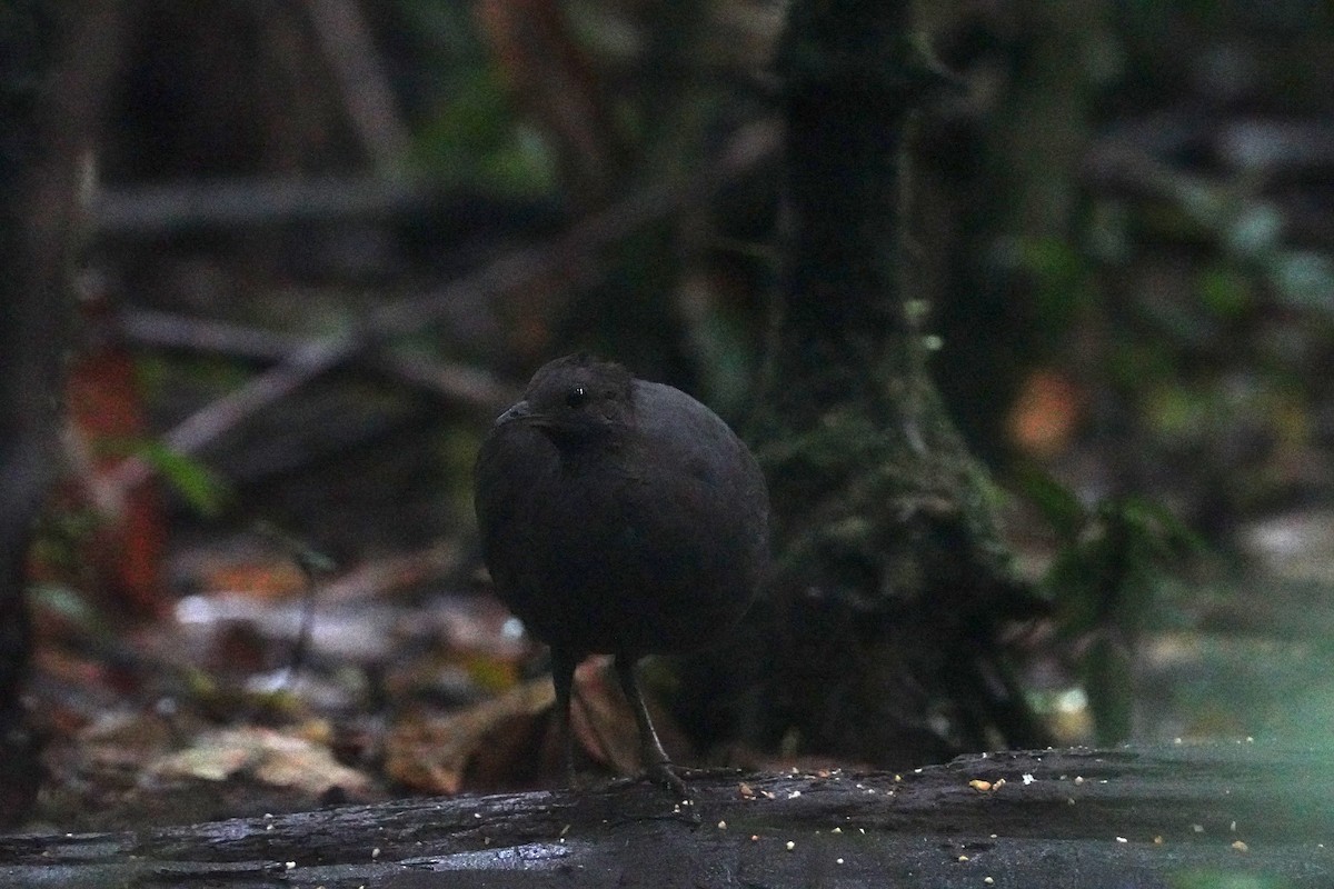 Cinereous Tinamou - ML643118942