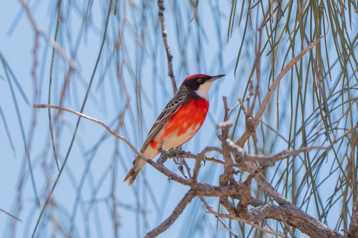 Crimson Chat - ML643118947