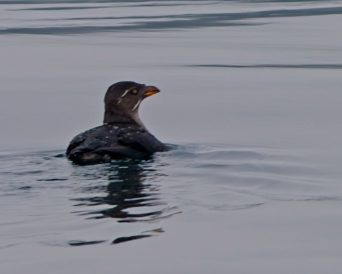 Rhinoceros Auklet - ML643118952