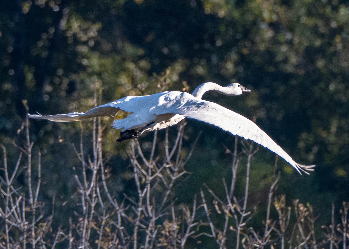 Trumpeter Swan - ML643119054