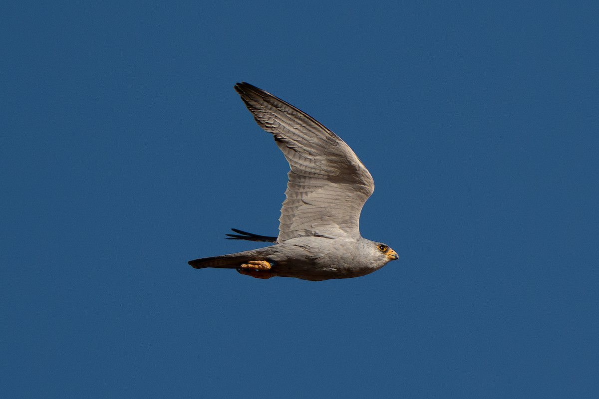 Silberfalke - ML643119057