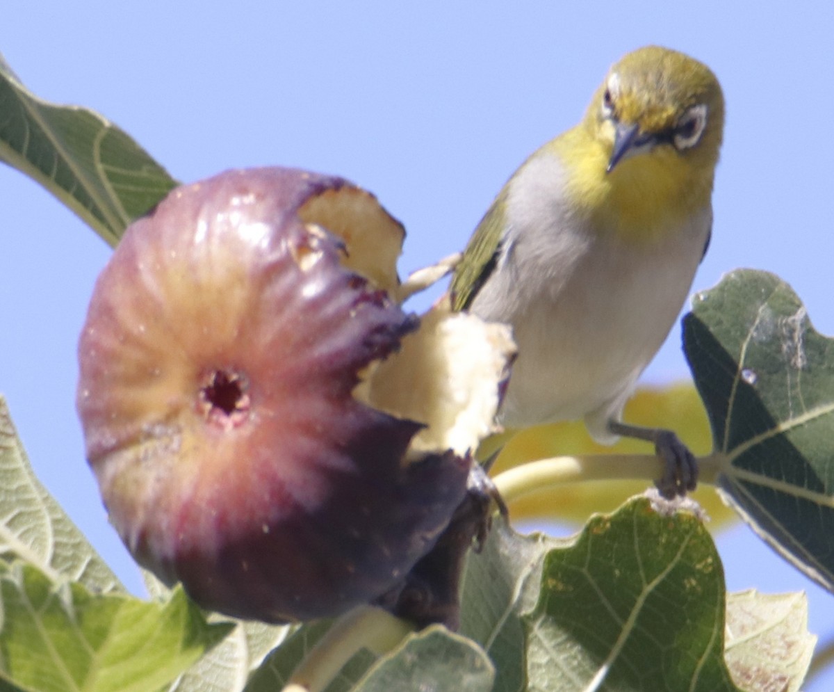 Swinhoe's White-eye - ML643119075