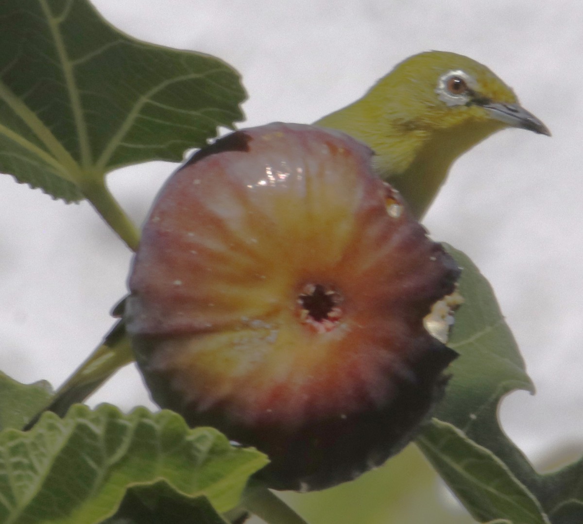 Swinhoe's White-eye - ML643119076