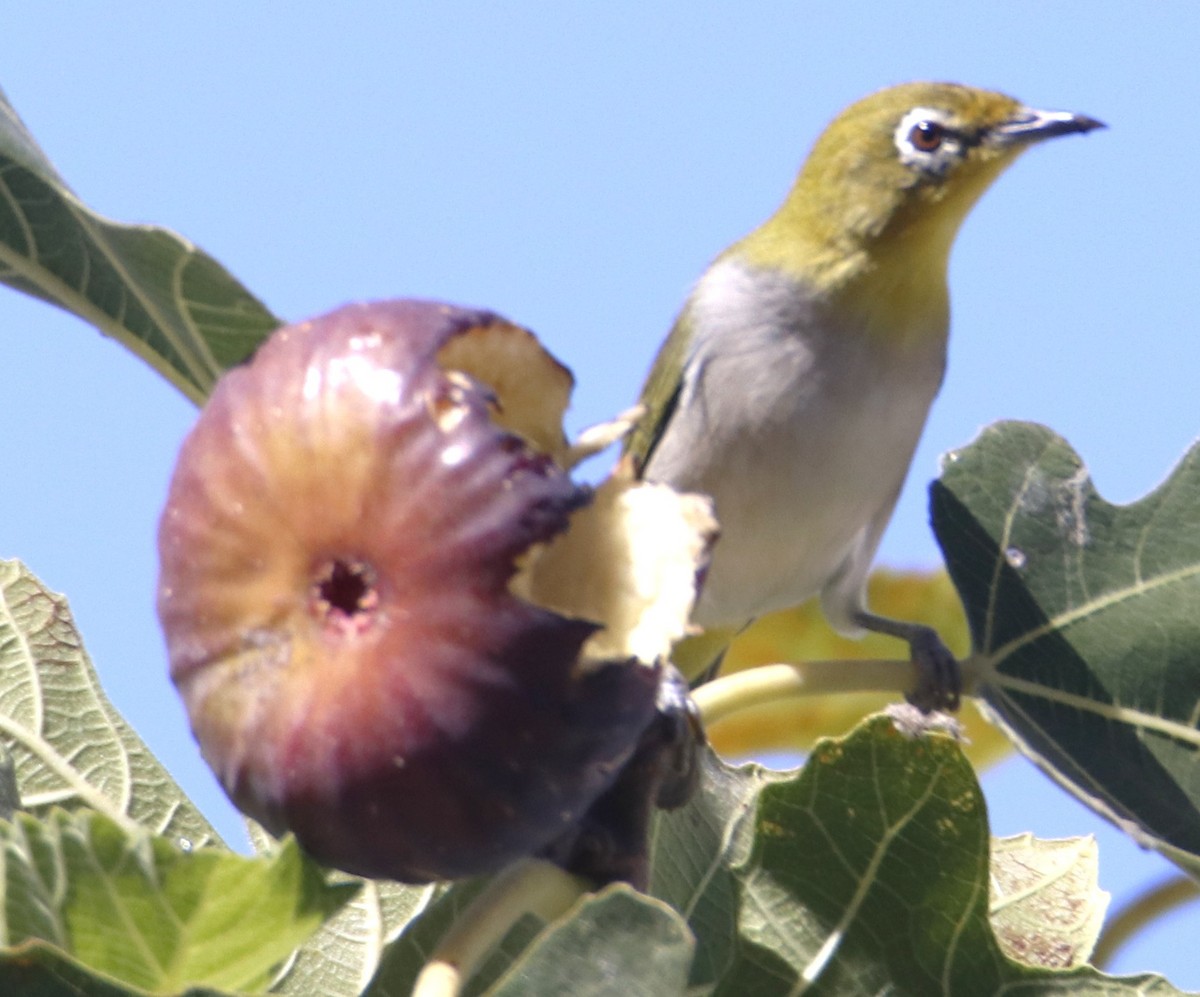 Swinhoe's White-eye - ML643119078