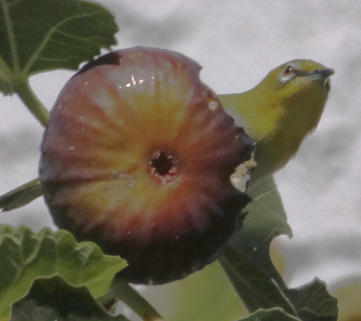 Swinhoe's White-eye - ML643119079