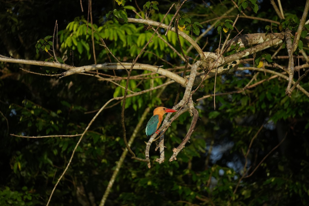 Stork-billed Kingfisher - ML643119082