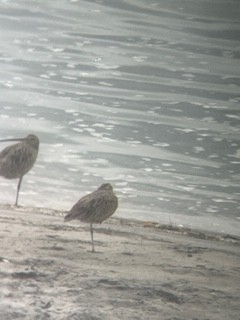 Long-billed Curlew - ML643119083