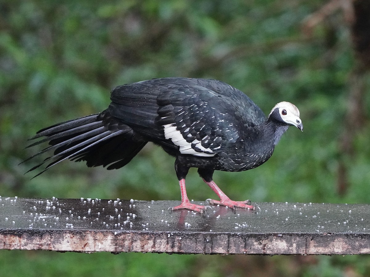 Blue-throated Piping-Guan - ML643119131