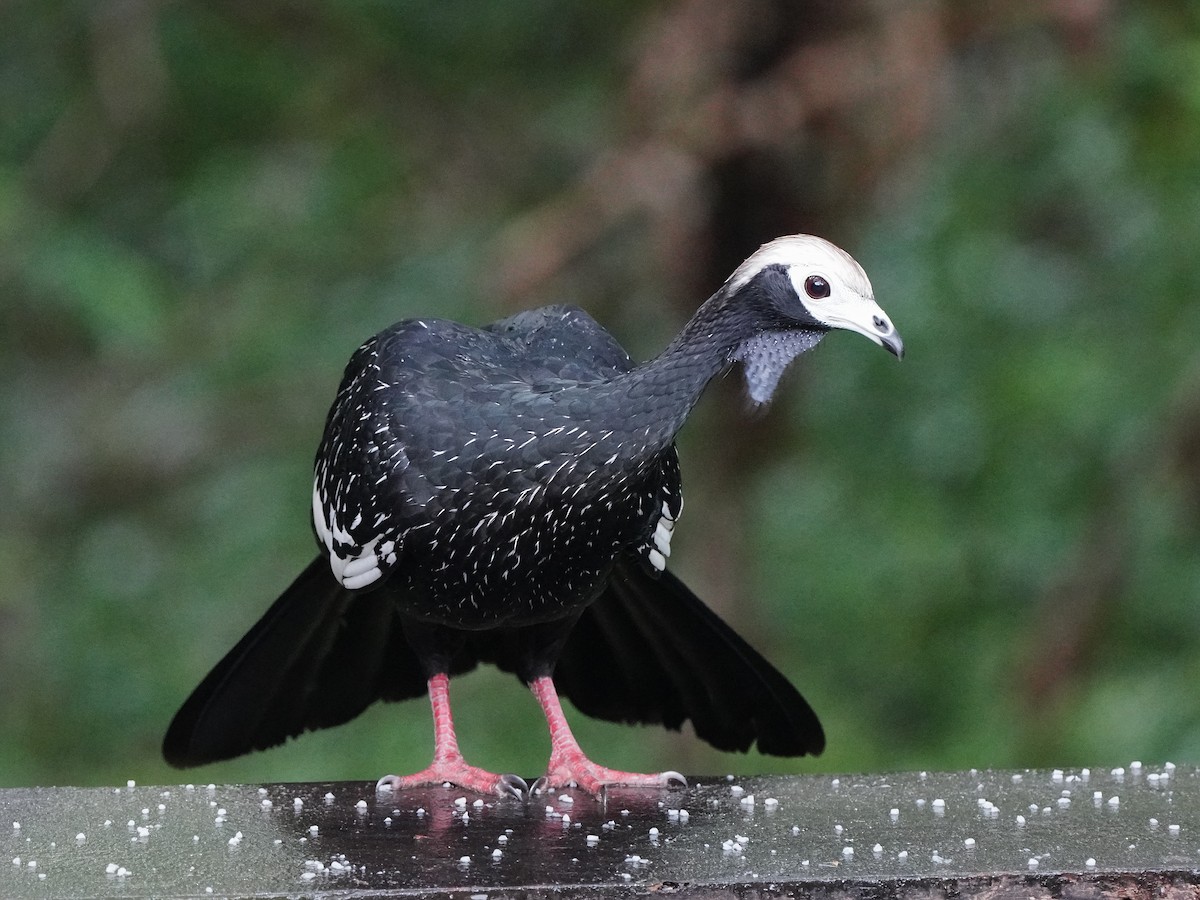 Blue-throated Piping-Guan - ML643119132