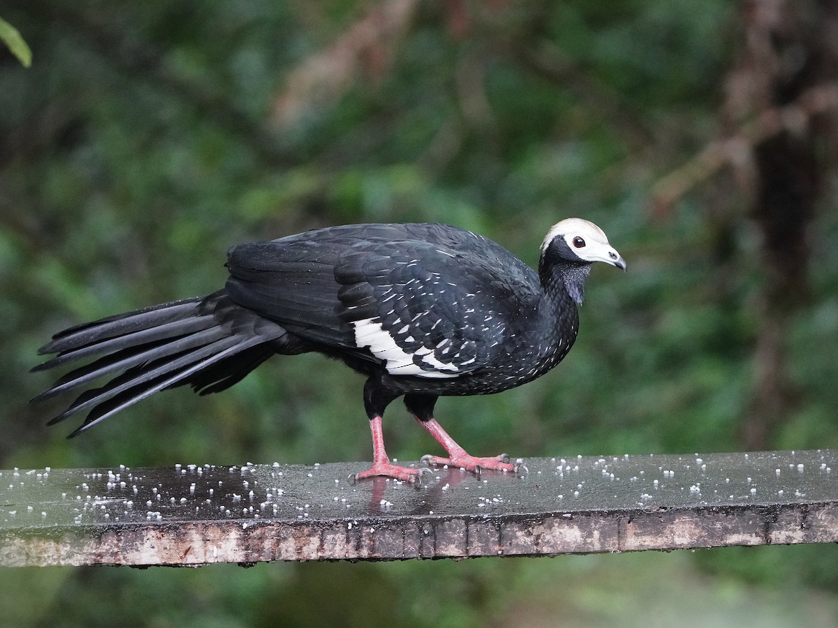 Blue-throated Piping-Guan - ML643119133