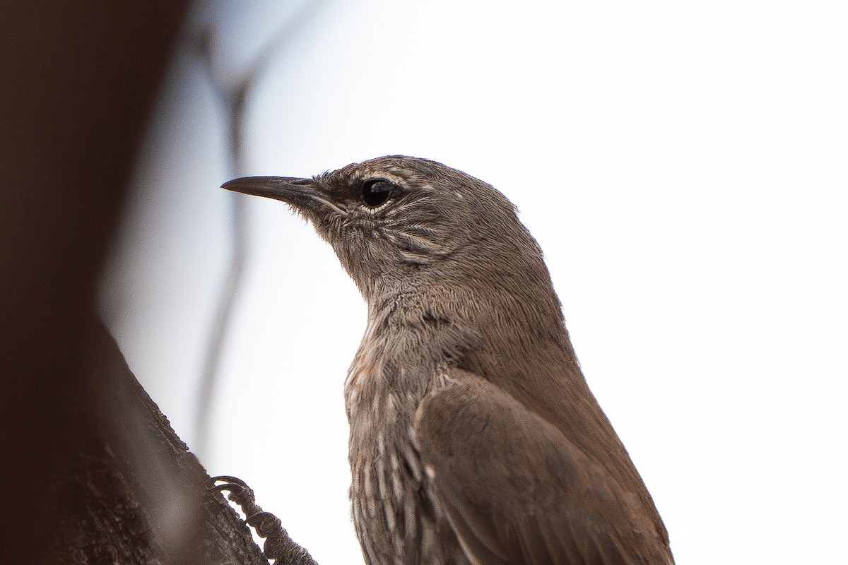 White-browed Treecreeper - ML643119134