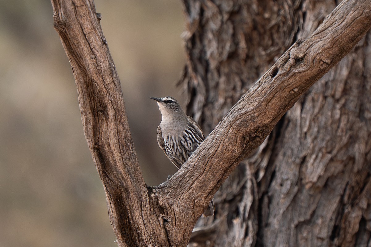 White-browed Treecreeper - ML643119135