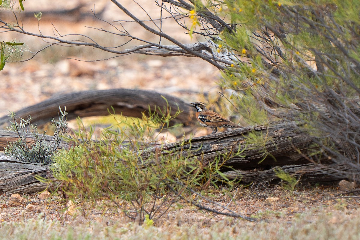 Chestnut-breasted Quail-thrush - ML643119149