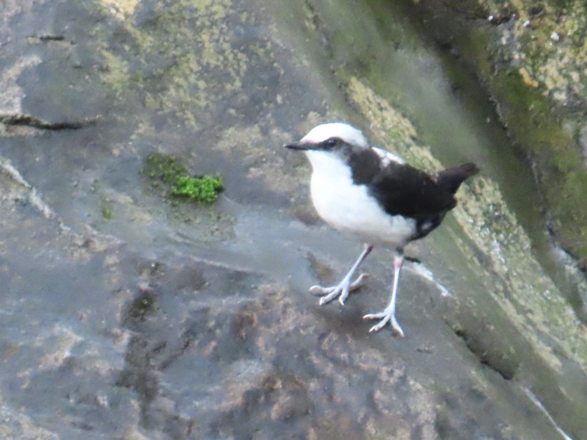 White-capped Dipper - ML643119153