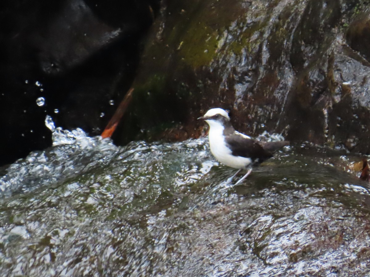 White-capped Dipper - ML643119154