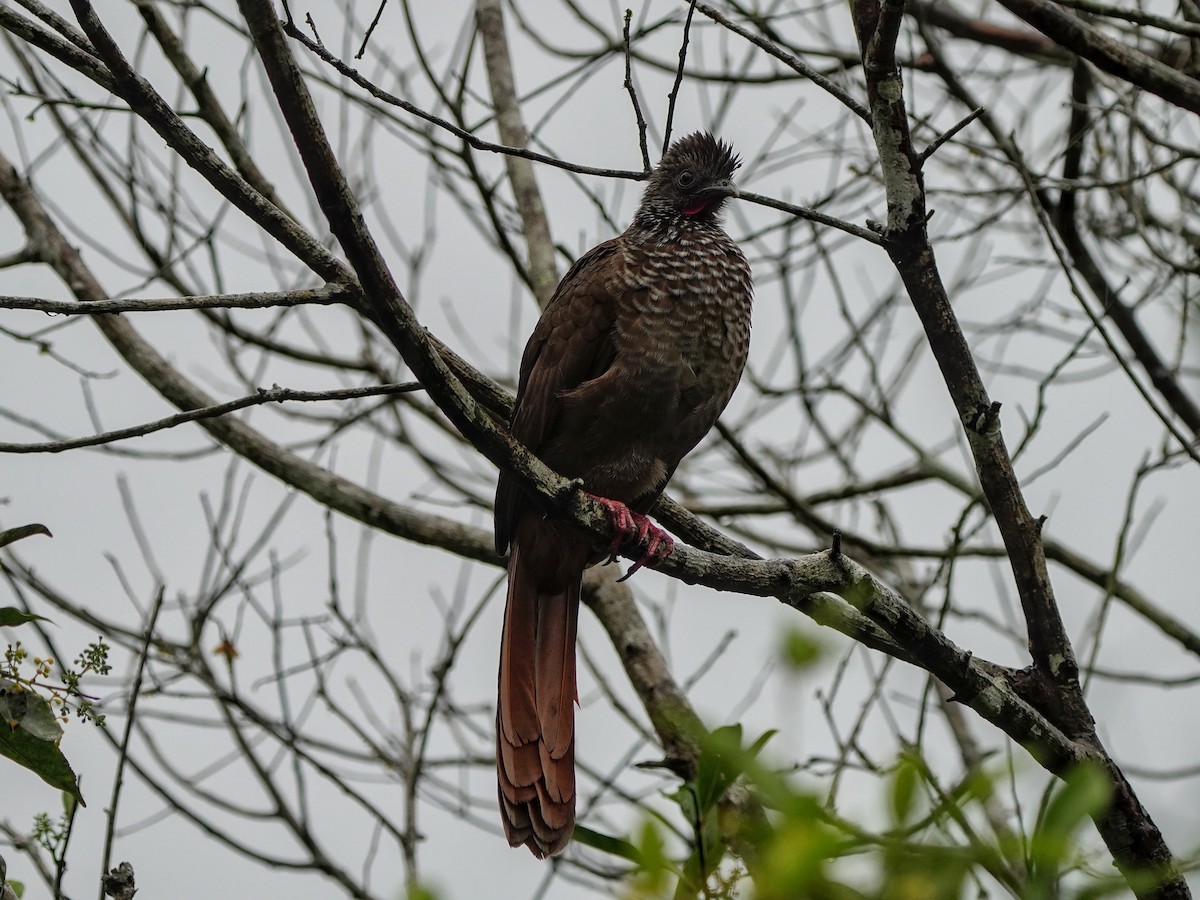 Speckled Chachalaca - ML643119169