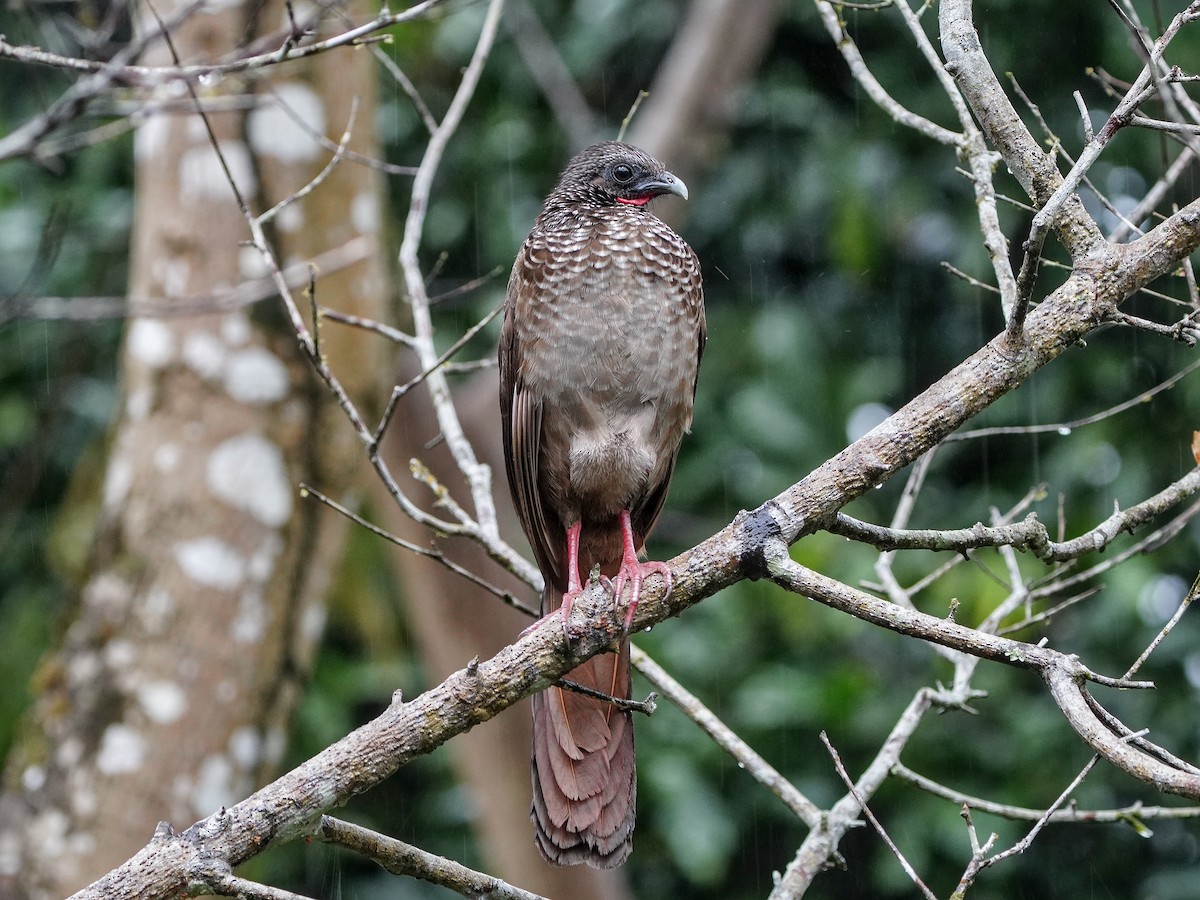 Speckled Chachalaca - ML643119170