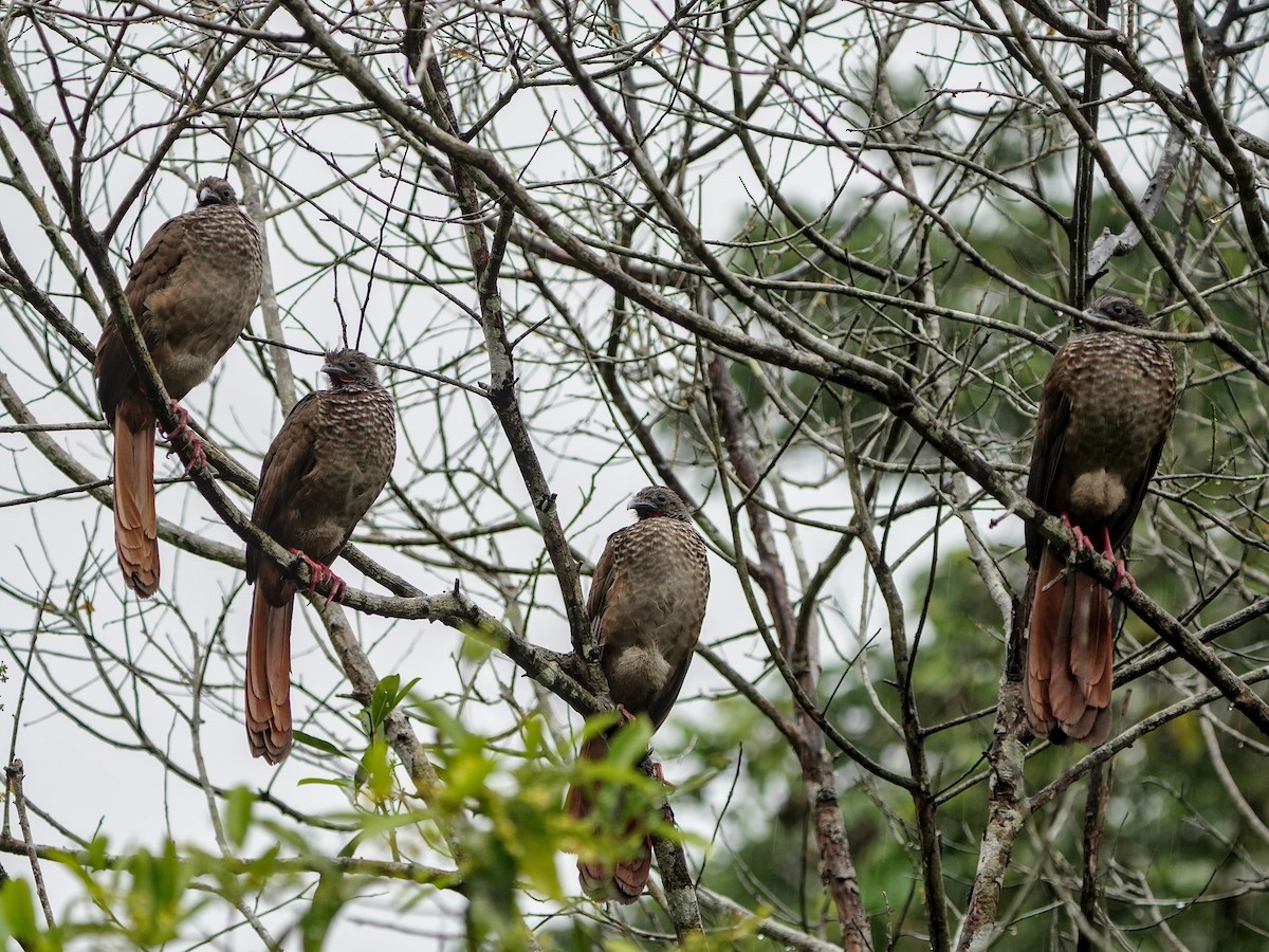 Speckled Chachalaca - ML643119171