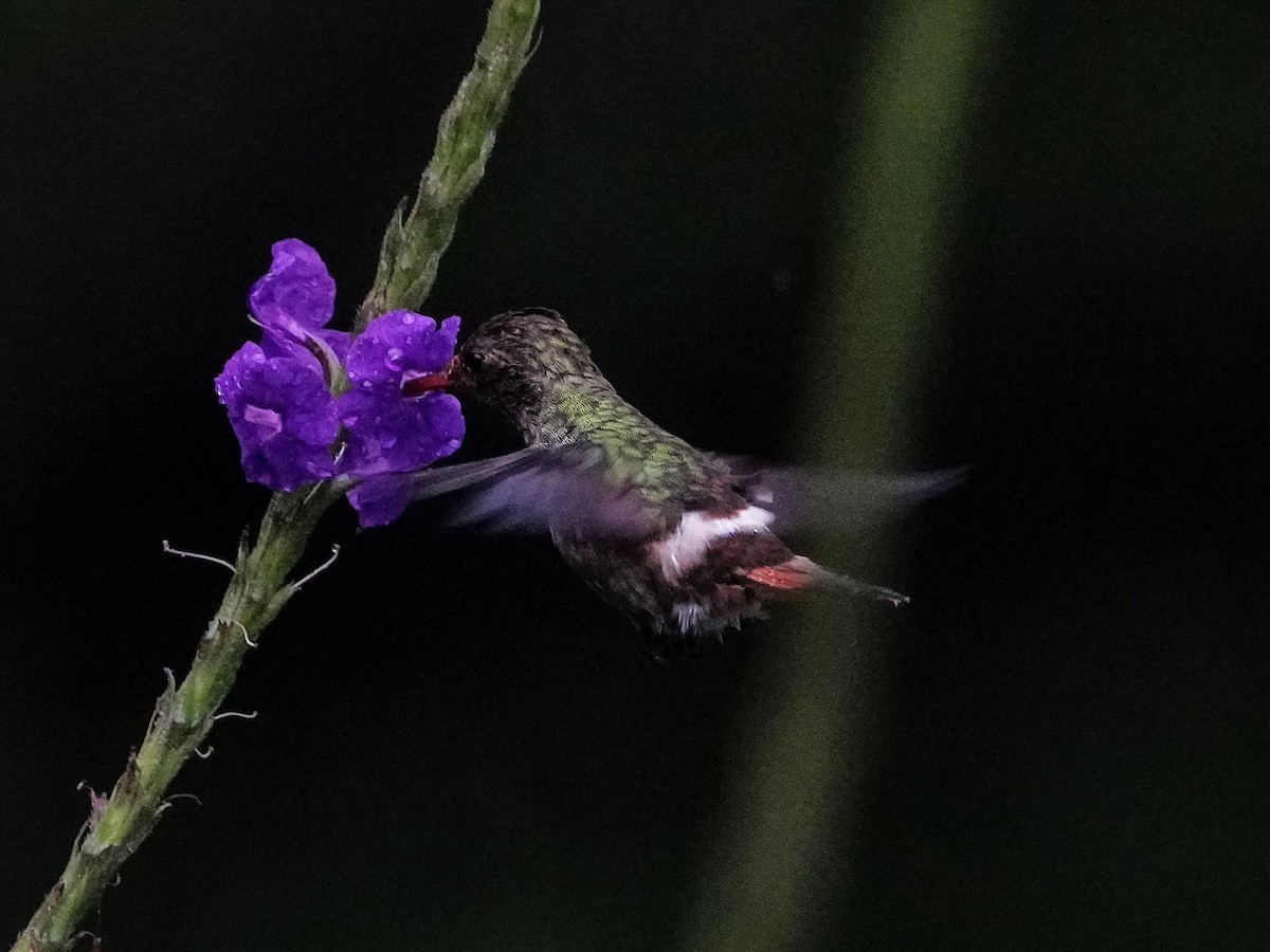 Rufous-crested Coquette - ML643119178