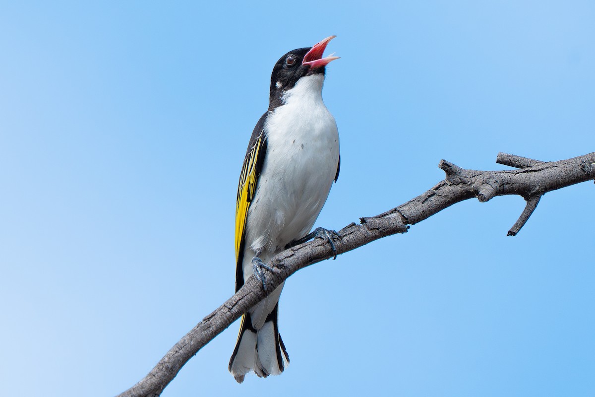 Painted Honeyeater - ML643119201
